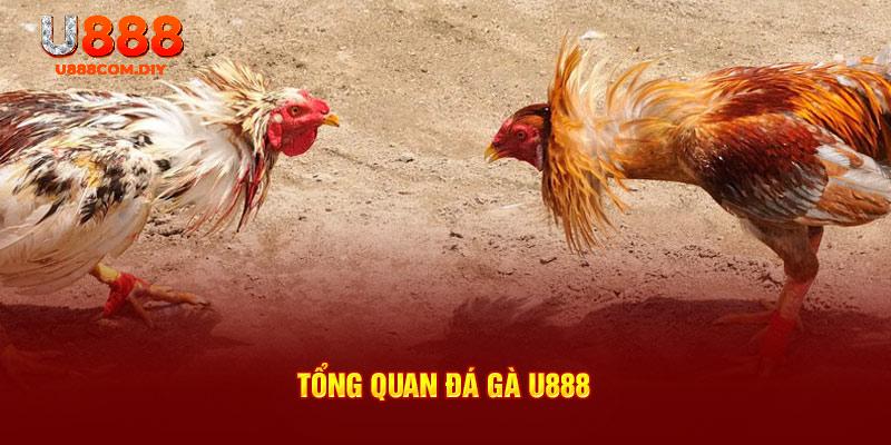 Chất lượng trực tiếp đá gà U888 đỉnh cao nhất hiện tại