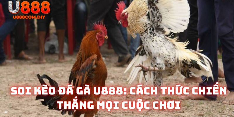 Soi kèo đá gà U888 - Cách thức chiến thắng mọi cuộc chơi