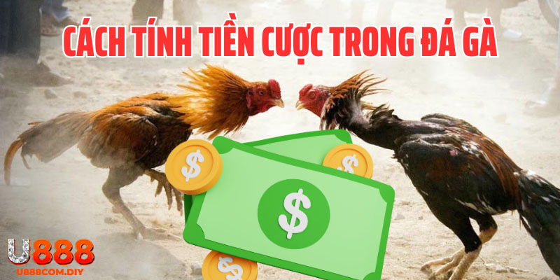 Tham khảo cách tính tiền thưởng chọi kê để có quyết định chuẩn